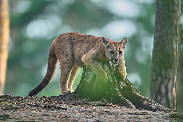 Puma online concolor bebe